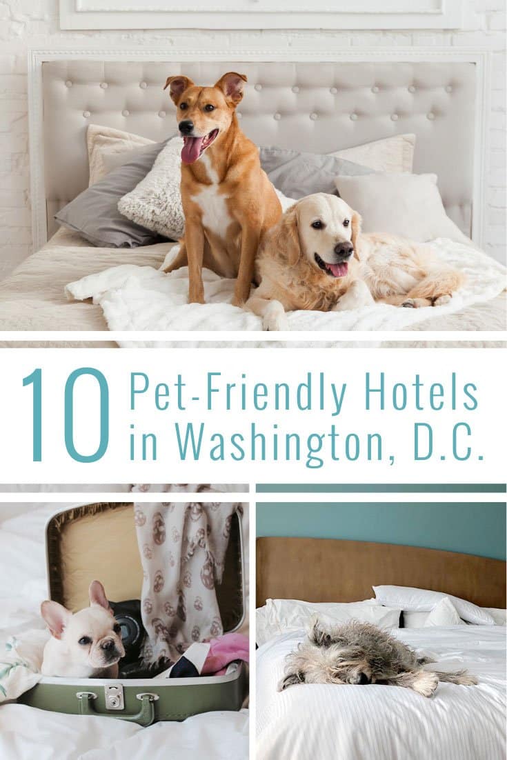 Pet-Friendly Washington DC Hotels