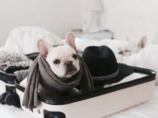 Pet-Friendly Hotels in Washington, D.C.