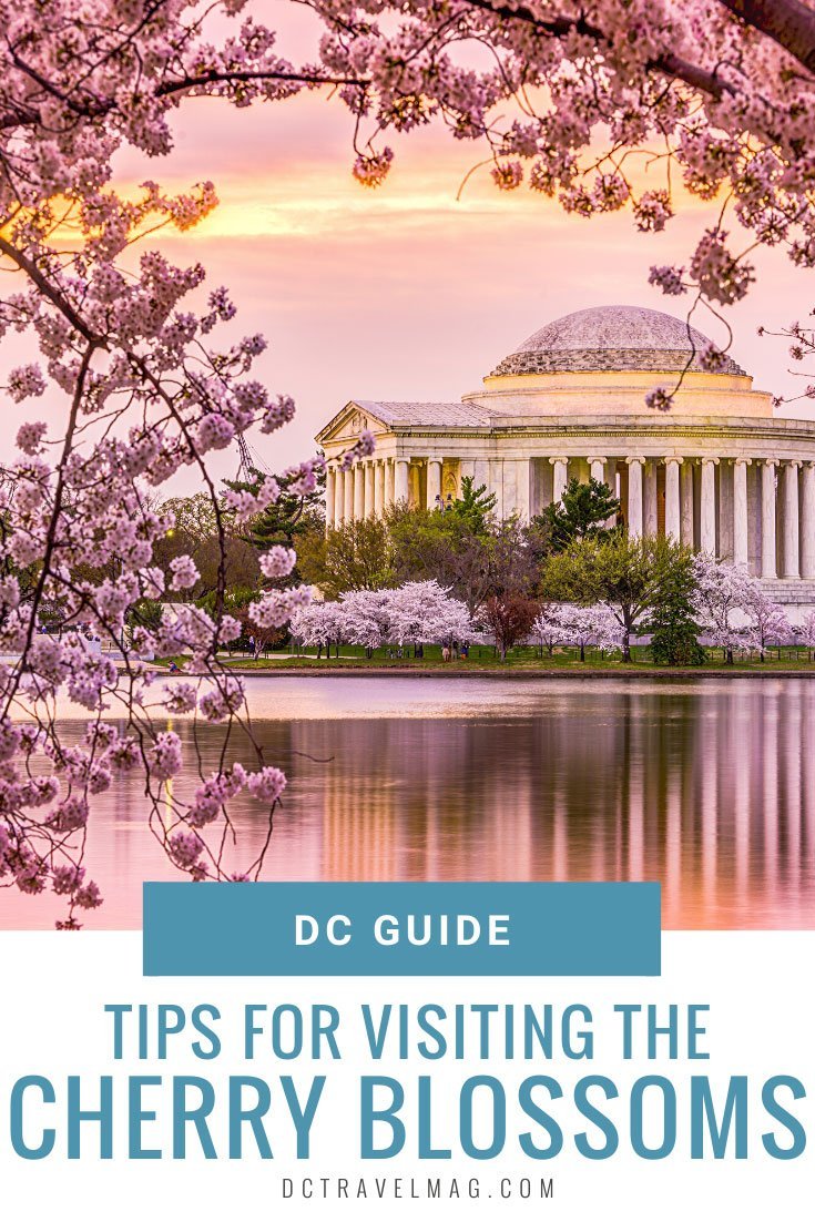 Washington DC Cherry Blossoms Tips
