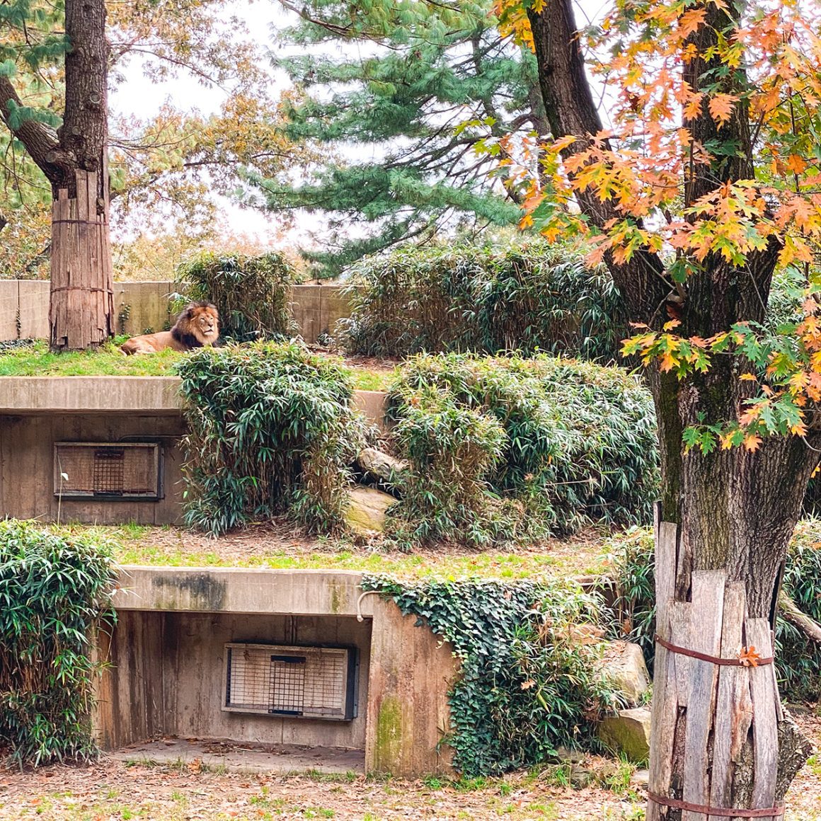 Smithsonian National Zoo in Washington DC