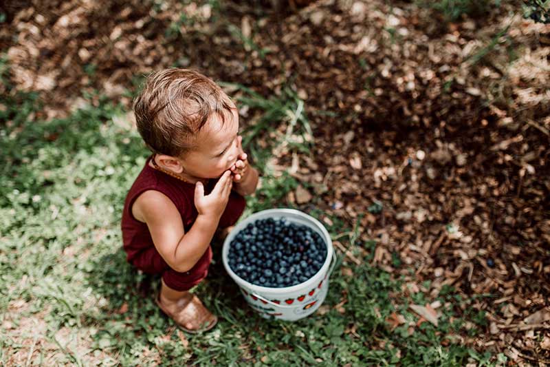 blueberry season