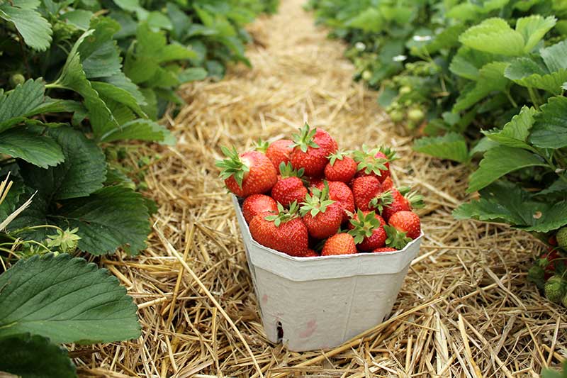 Strawberry Picking