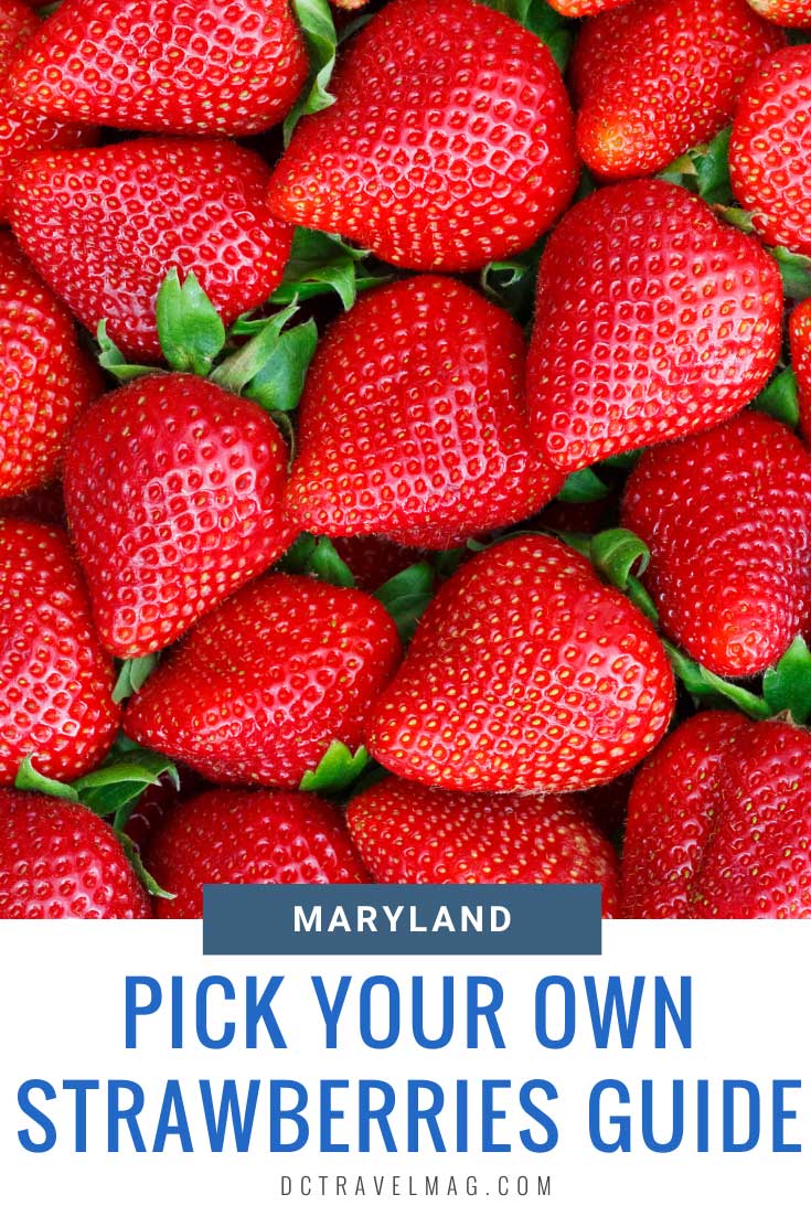 strawberry picking near me Maryland