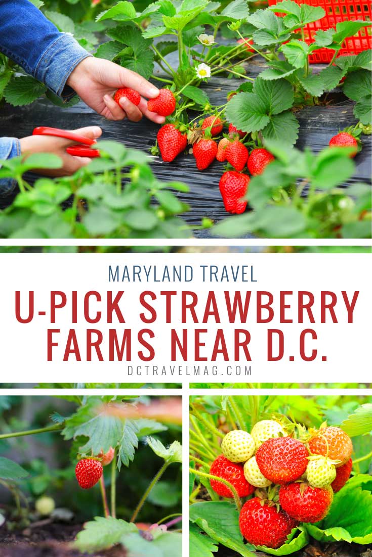 strawberry picking near me