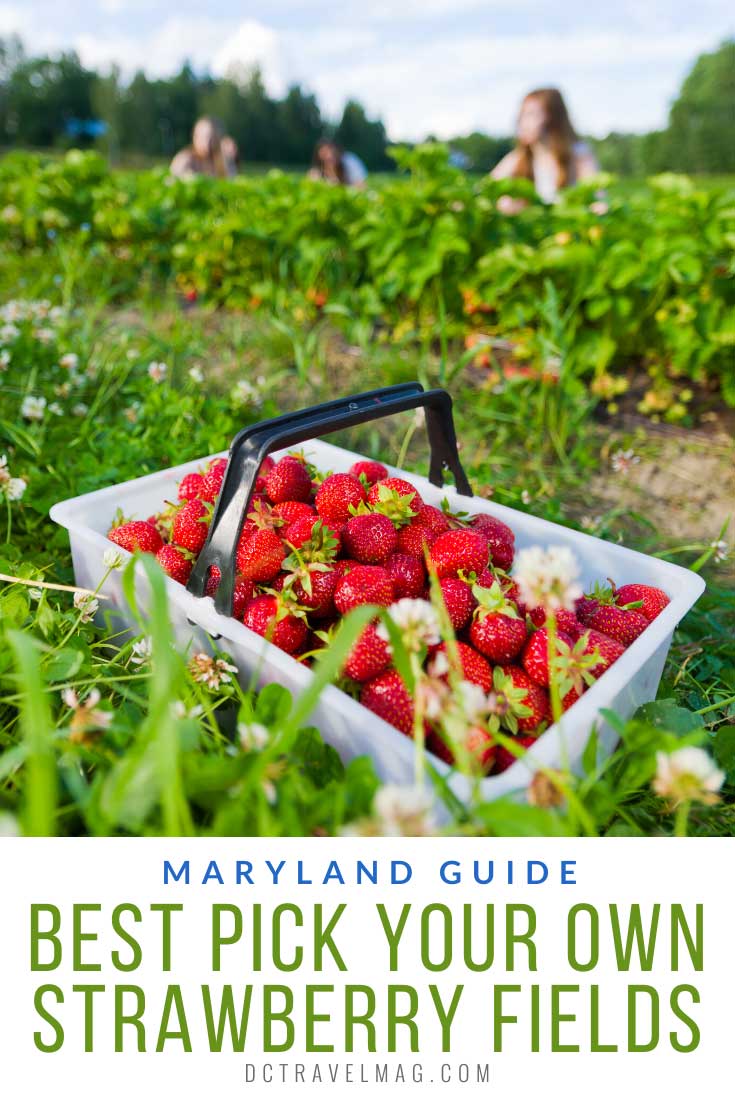 strawberry picking near me