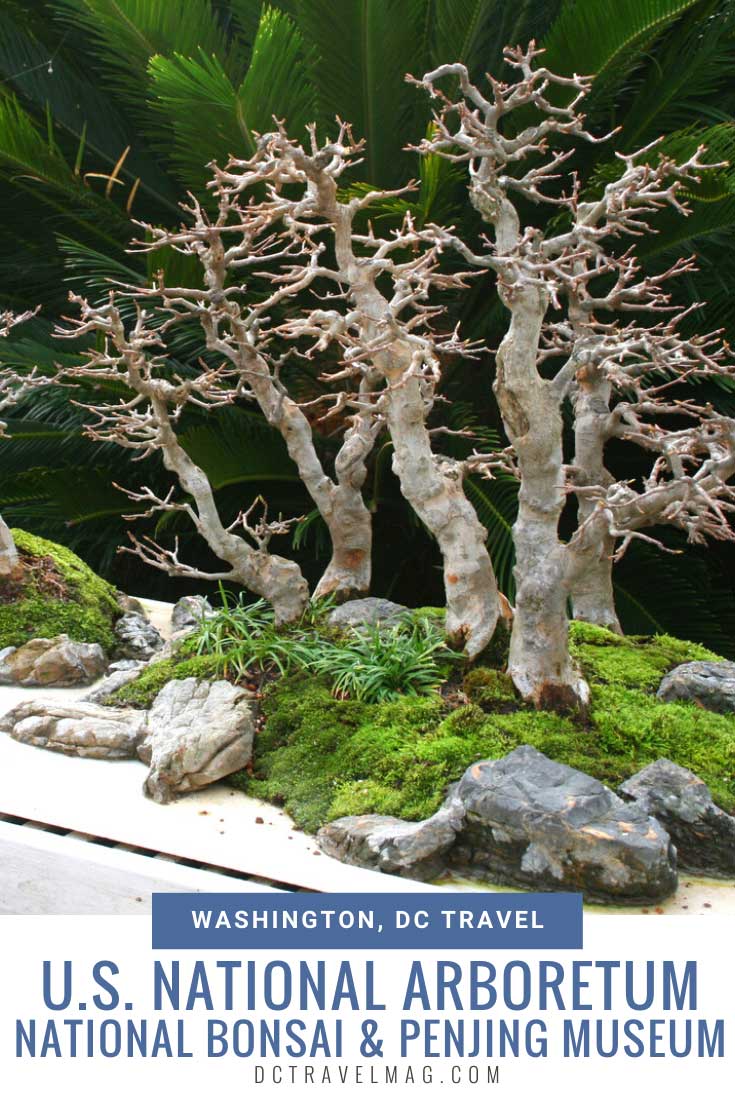 National Bonsai & Penjing Museum at the U.S. National Arboretum