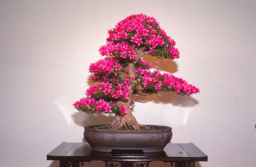 National Bonsai & Penjing Museum at the U.S. National Arboretum