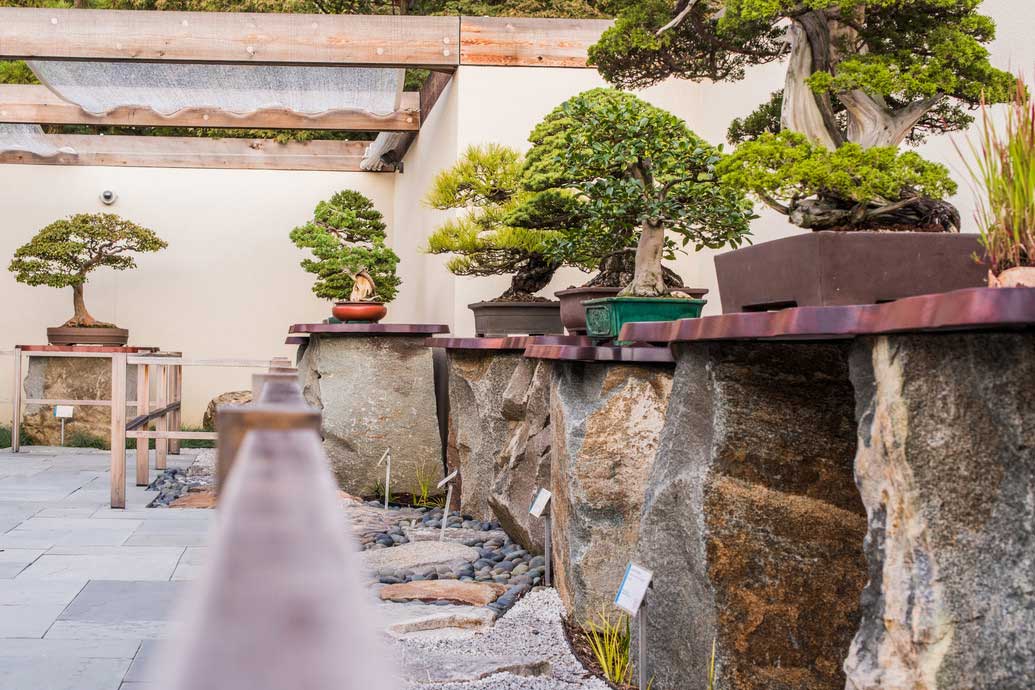 10 Amazing Ways to Enjoy DC Cherry Blossoms Season in 2025 - National Bonsai & Penjing Museum at the U.S. National Arboretum