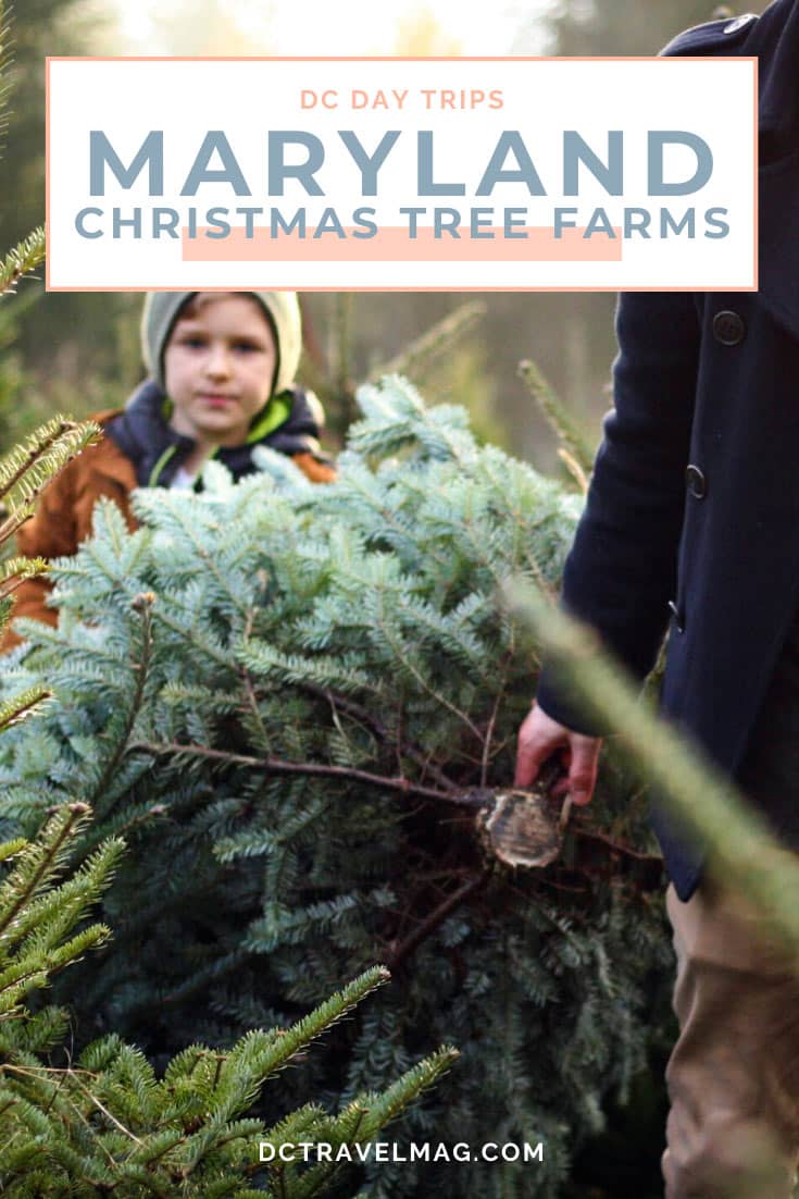 Christmas Tree Farms in Maryland