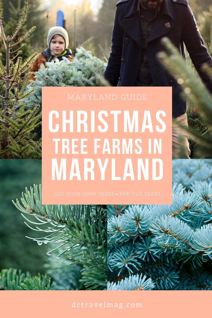 Christmas Tree Farms in Maryland