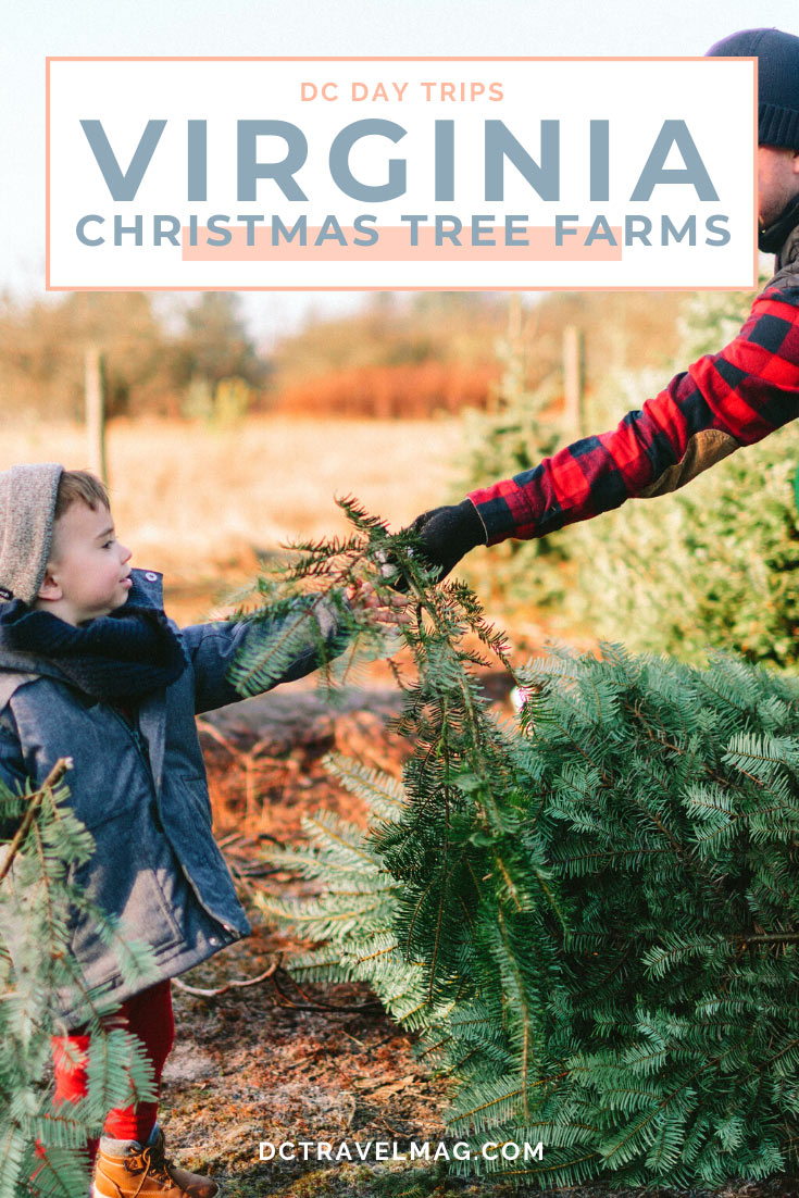Christmas Tree Farms in Virginia