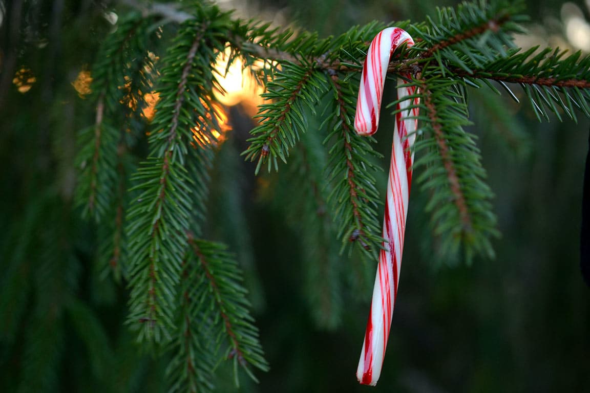 25+ Beautiful Cut Your Own Christmas Tree Farms In Virginia - Tree with a candy cane, perfect snack for picking trees.