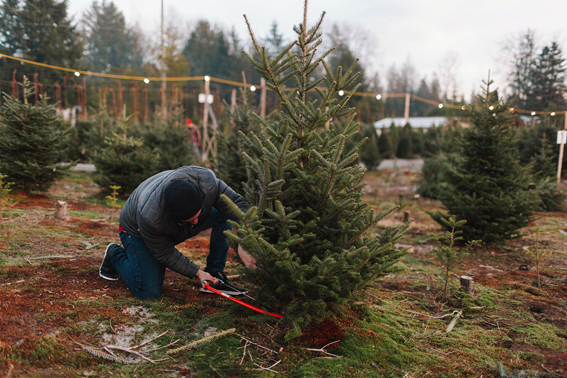 Christmas Tree Farms in Maryland