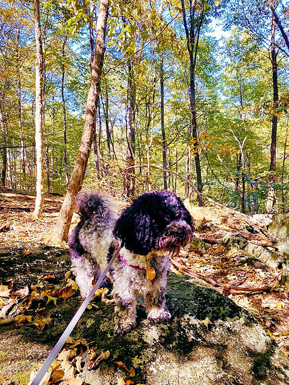 Cunningham Falls State Park