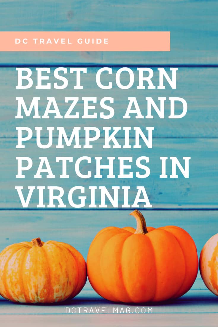 Pumpkin Picking in Virginia- photo credit Keryn Means publisher of DCTravelMag.com and Washington DC travel expert