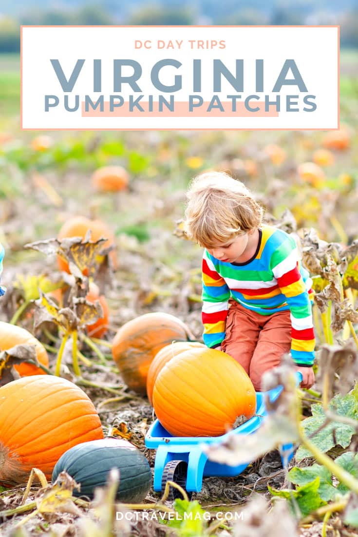 Pumpkin Picking in Virginia- photo credit Keryn Means publisher of DCTravelMag.com and Washington DC travel expert