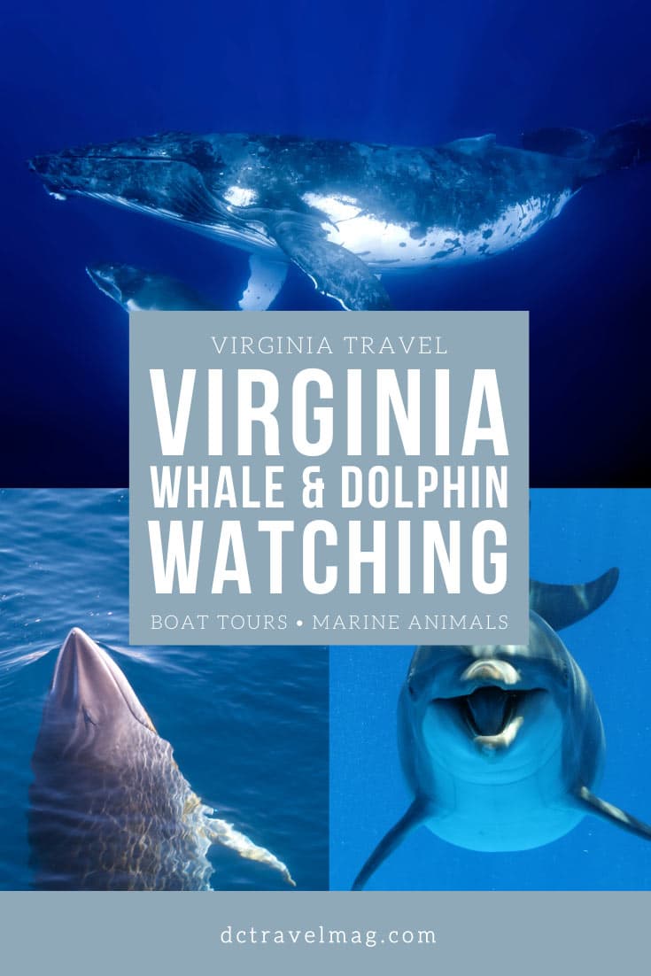 Virginia Beach Whale Watching