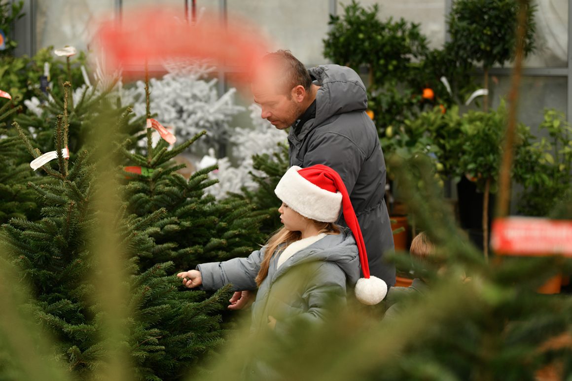 25+ Beautiful Cut Your Own Christmas Tree Farms In Virginia - Father and daughter checking a Christmas tree in a Christmas tree farm
