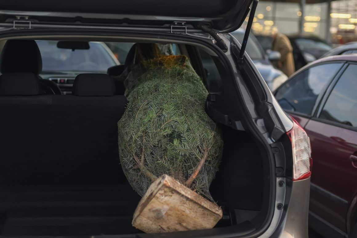 25+ Beautiful Cut Your Own Christmas Tree Farms In Virginia - Christmas tree loaded into the back of a car