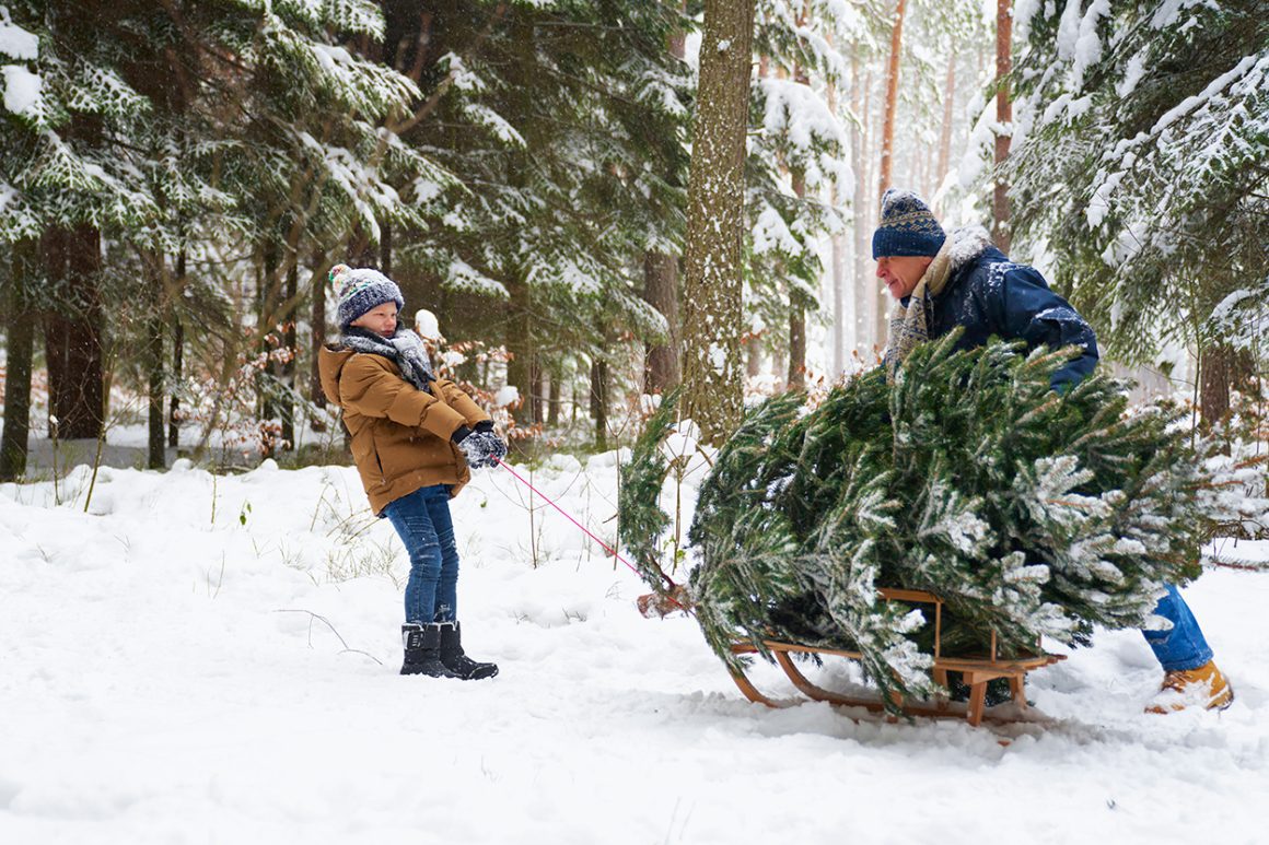 25+ Beautiful Cut Your Own Christmas Tree Farms In Virginia