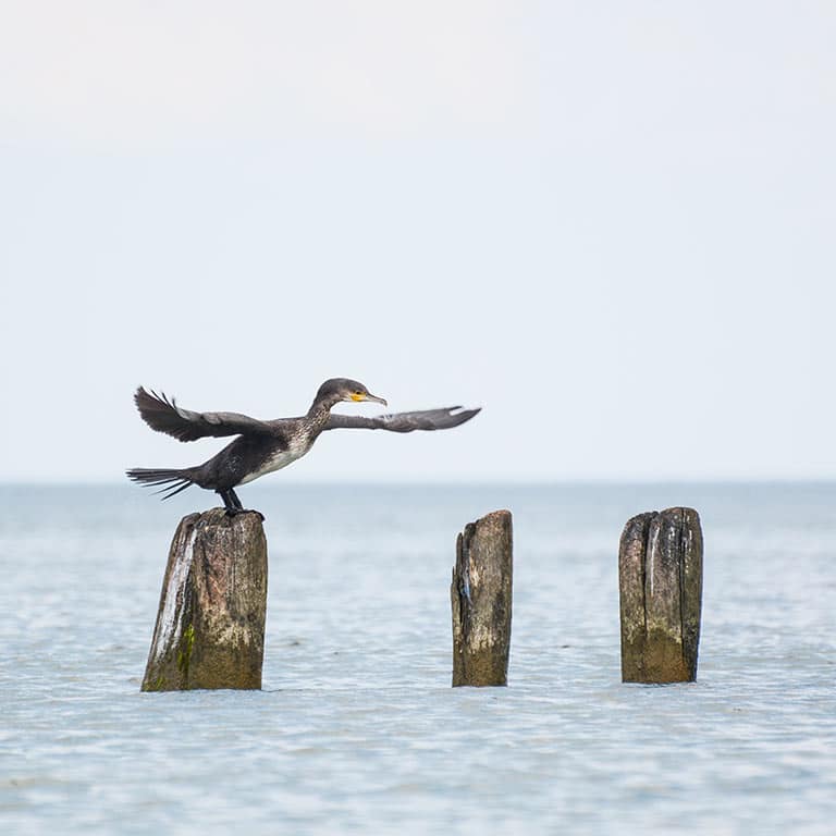 Virginia Beach Virginia - Cormorant