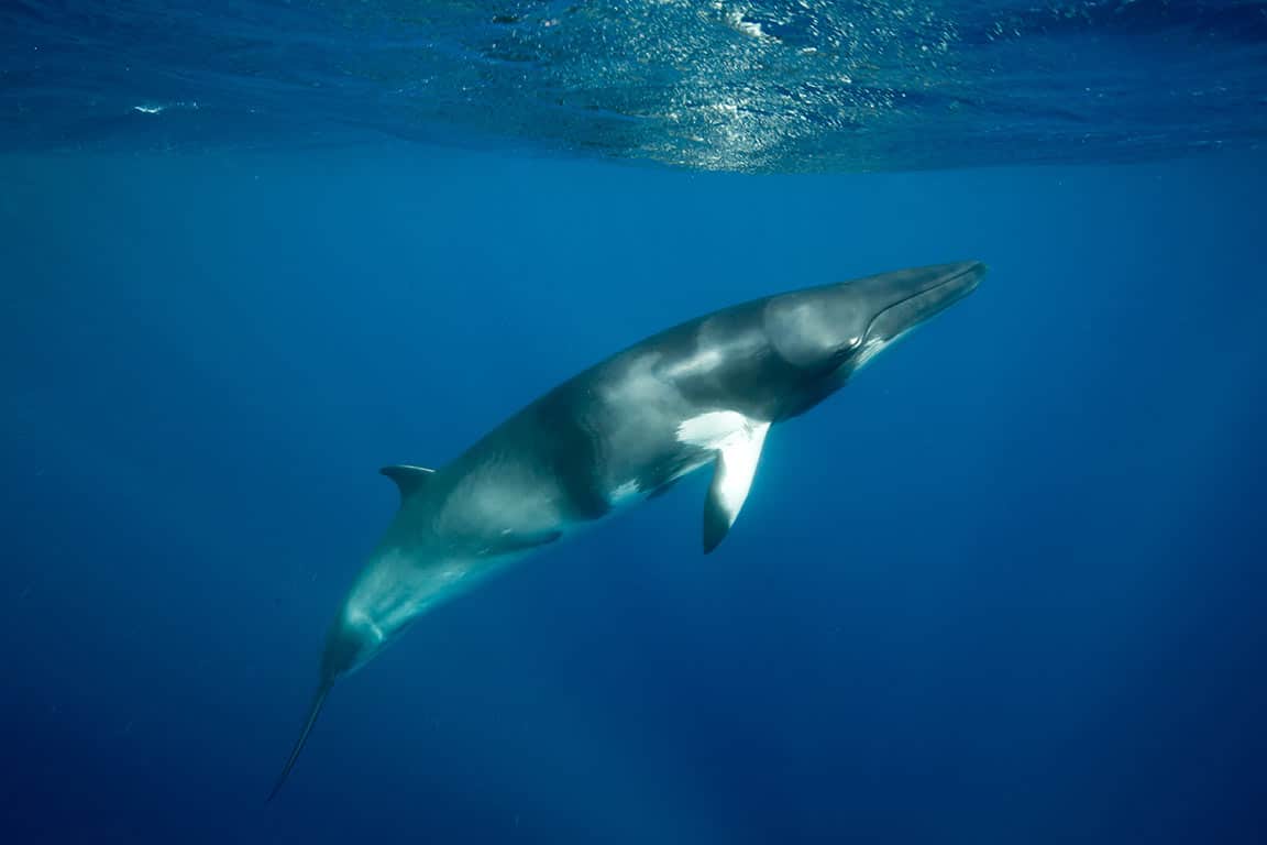 Virginia Beach Whale Watching