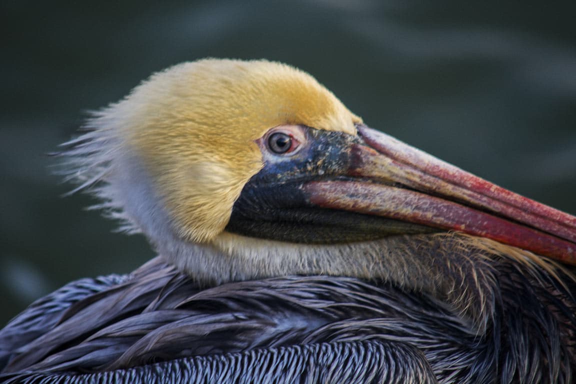 Virginia Beach Virginia-pelican