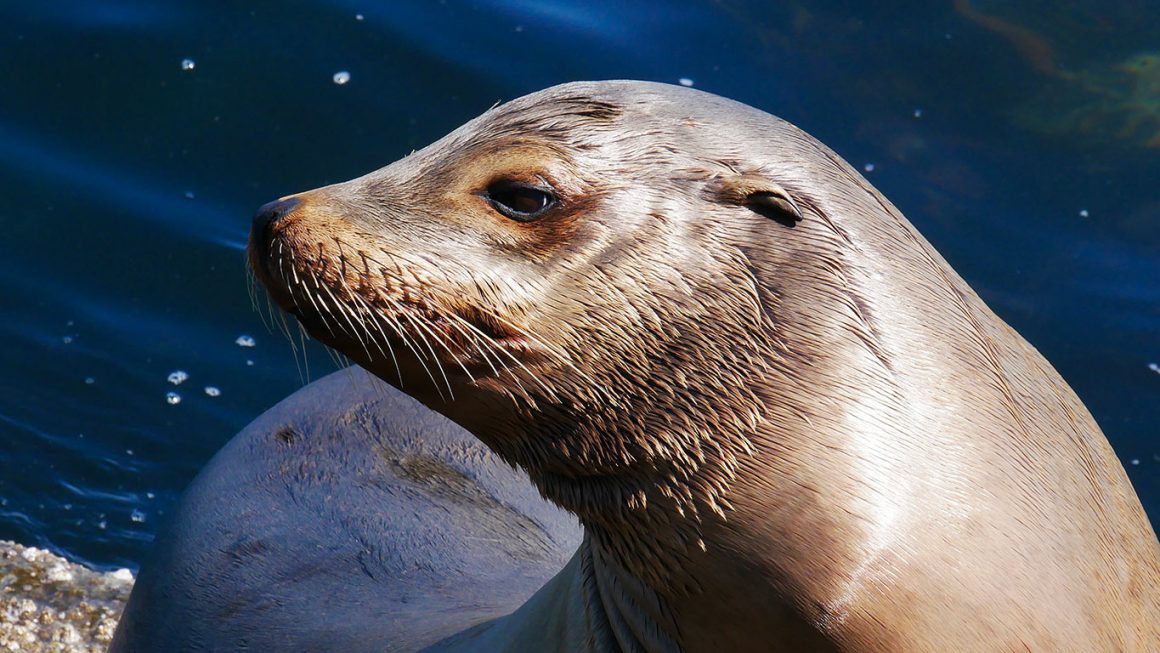 Virginia Beach Virginia- harbor seal