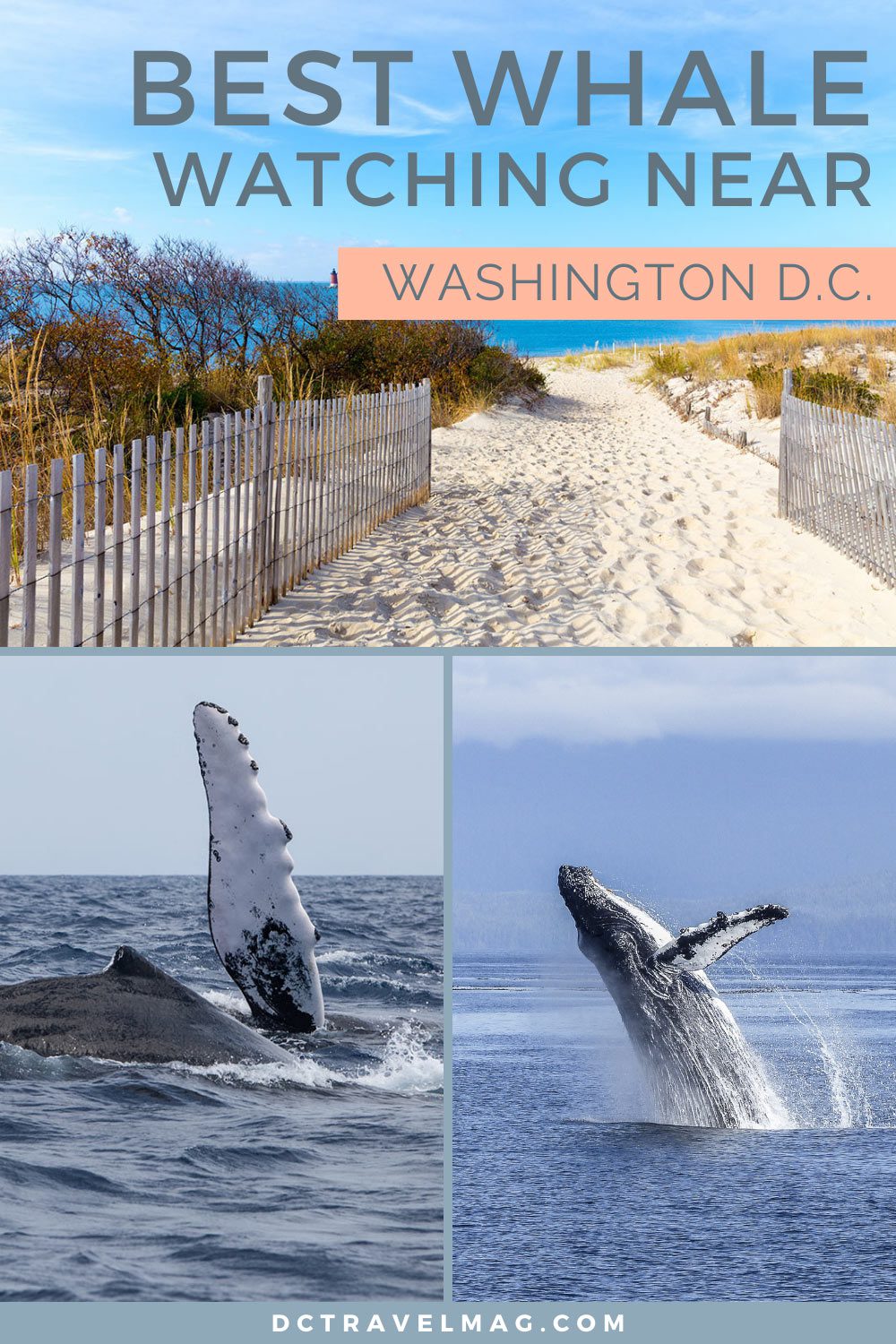 east coast whale watching