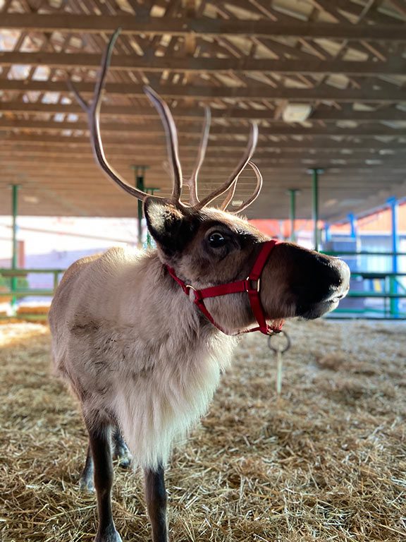 A reindeer with large antlers stands in a barn at Hersheypark at Christmas.