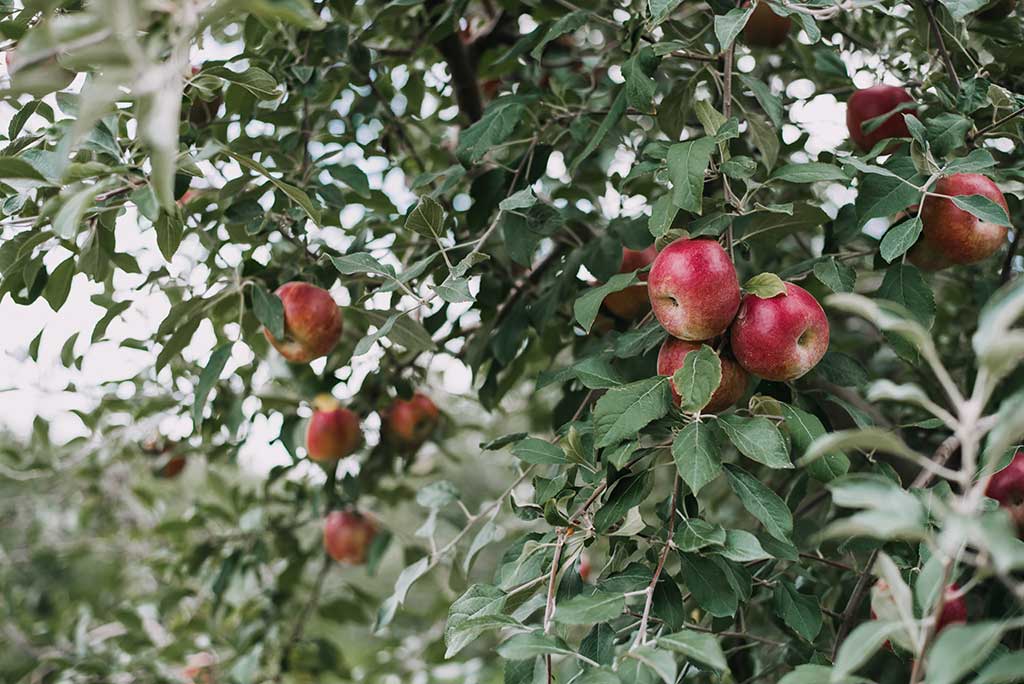 Apples Gettysburg PA