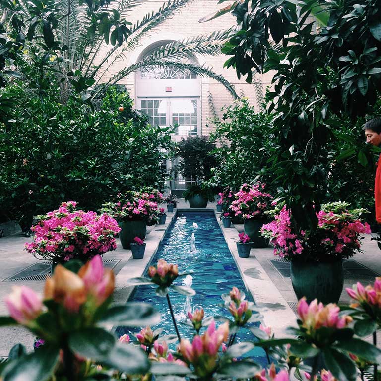 U.S. Botanic Garden: Lush greenery and flowers at the U.S. Botanic Garden, a sensory experience for the little ones. One of the great things to do in DC with toddlers.