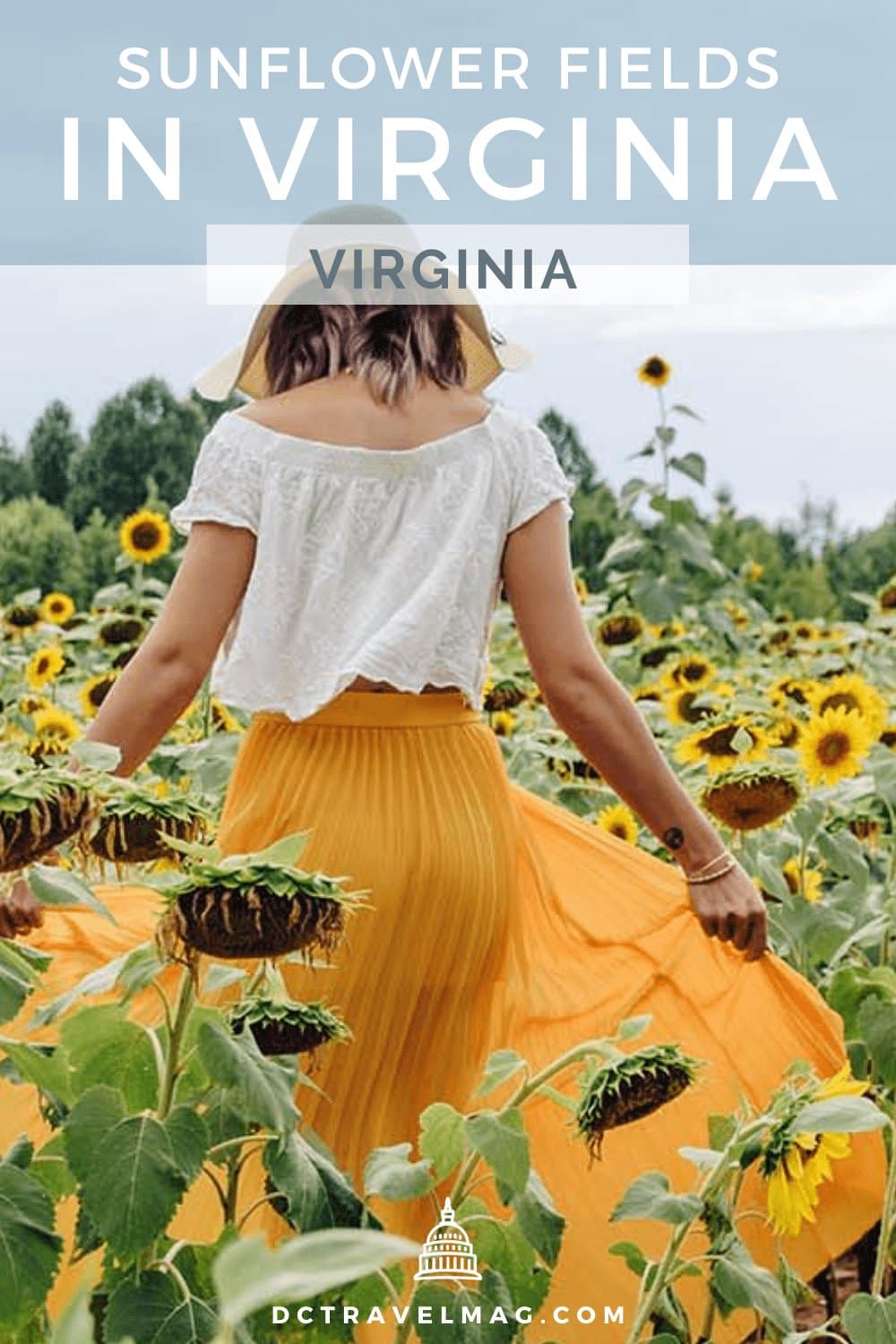 Sunflower Fields In Virginia For U-Pick Flowers