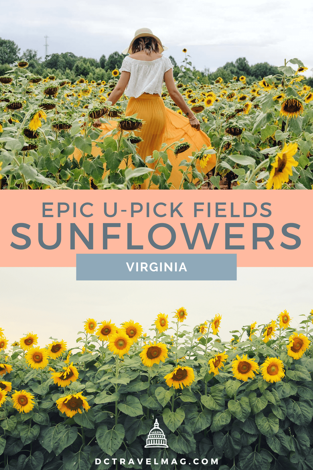 Sunflower Fields In Virginia For U-Pick Flowers