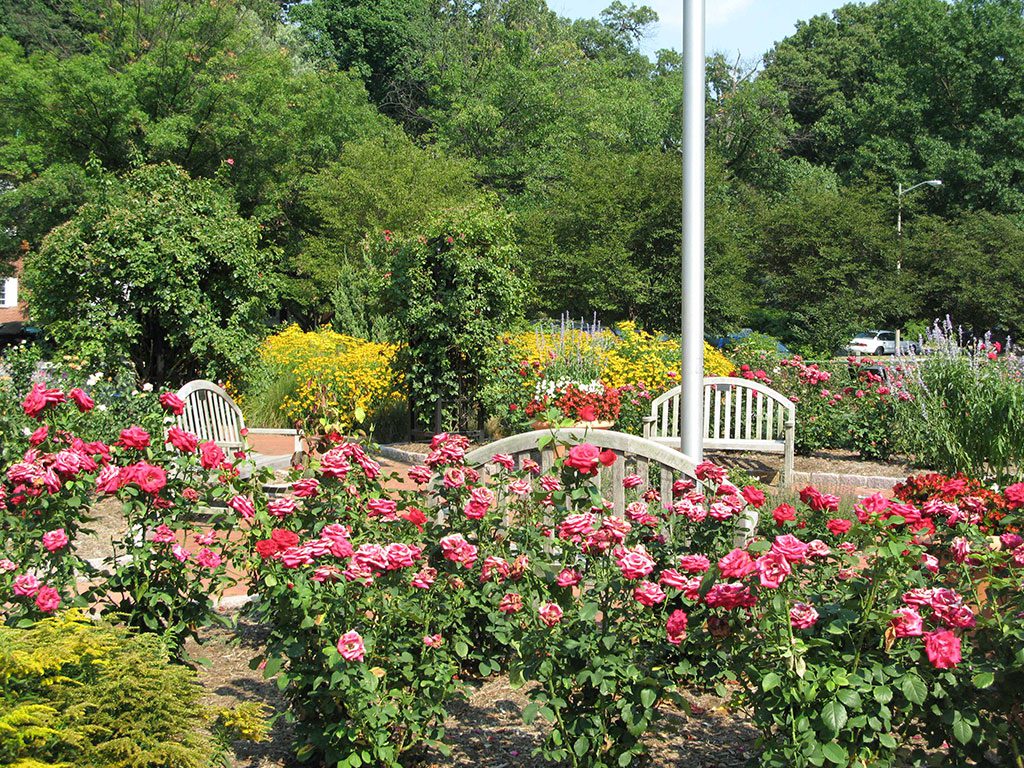 A vibrant public rose garden in full bloom, featuring numerous bushes with pink and red roses. Two white benches invite visitors to sit and enjoy the colorful display, set against a backdrop of lush green trees and other flowering plants. Visiting beautiful gardens like this is one of the delightful things to do in Arlington VA.