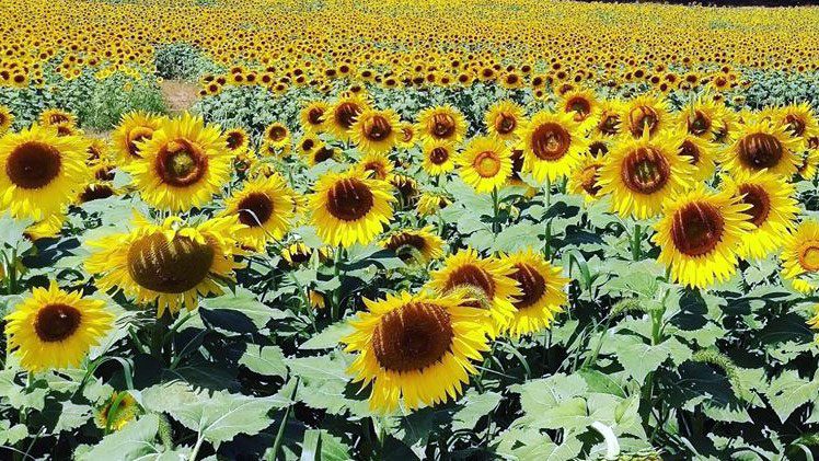 Burnside Farms - Sunflower Fields In Virginia