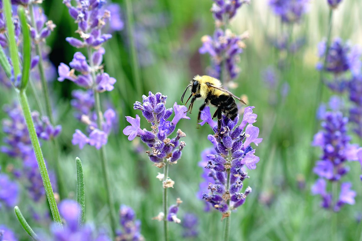 Pick Your Own Lavender Farms In VA