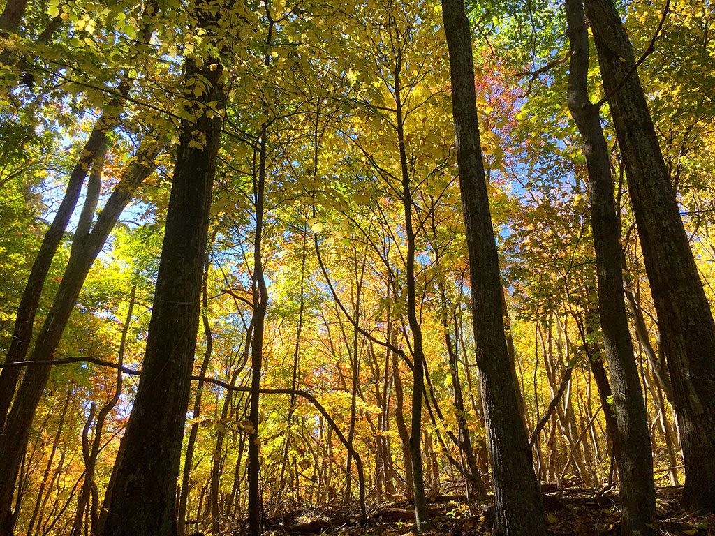 Shenandoah National Park Camping