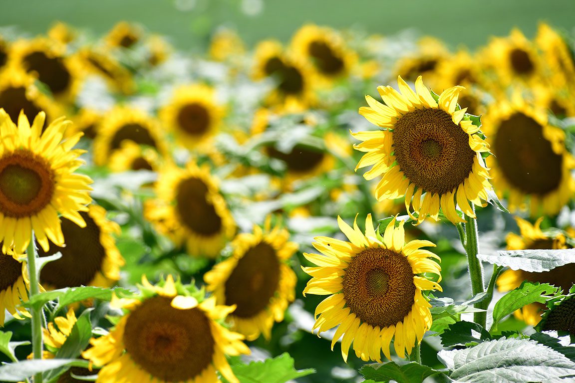 Sunflower Fields In Virginia