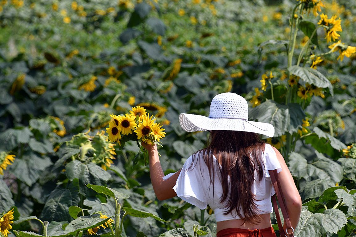 Sunflower Fields In Virginia