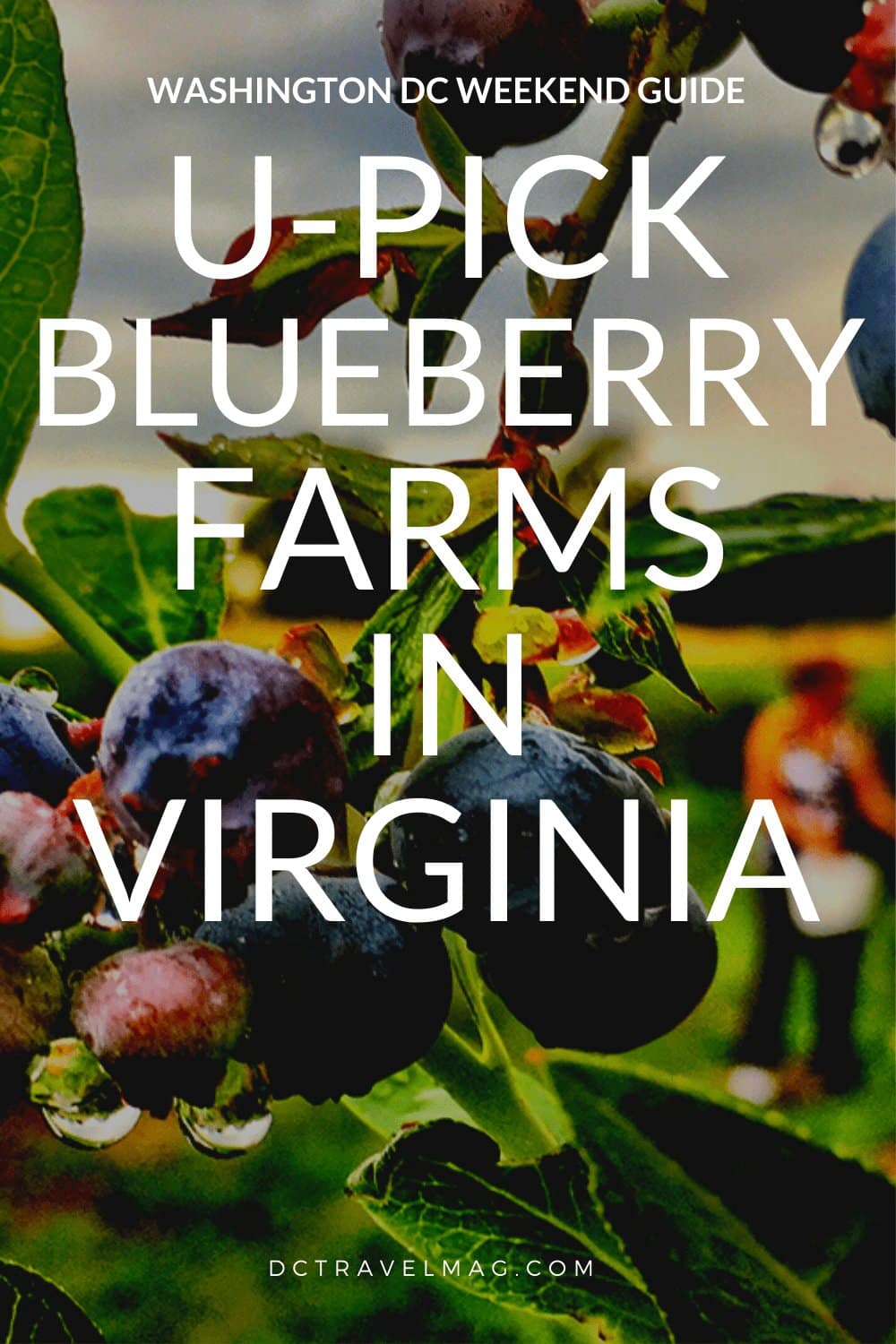 Blueberry Picking In Virginia