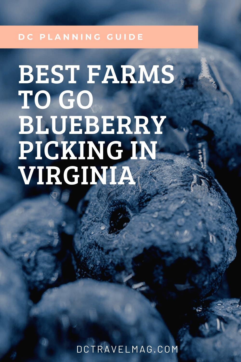 Blueberry Picking In Virginia