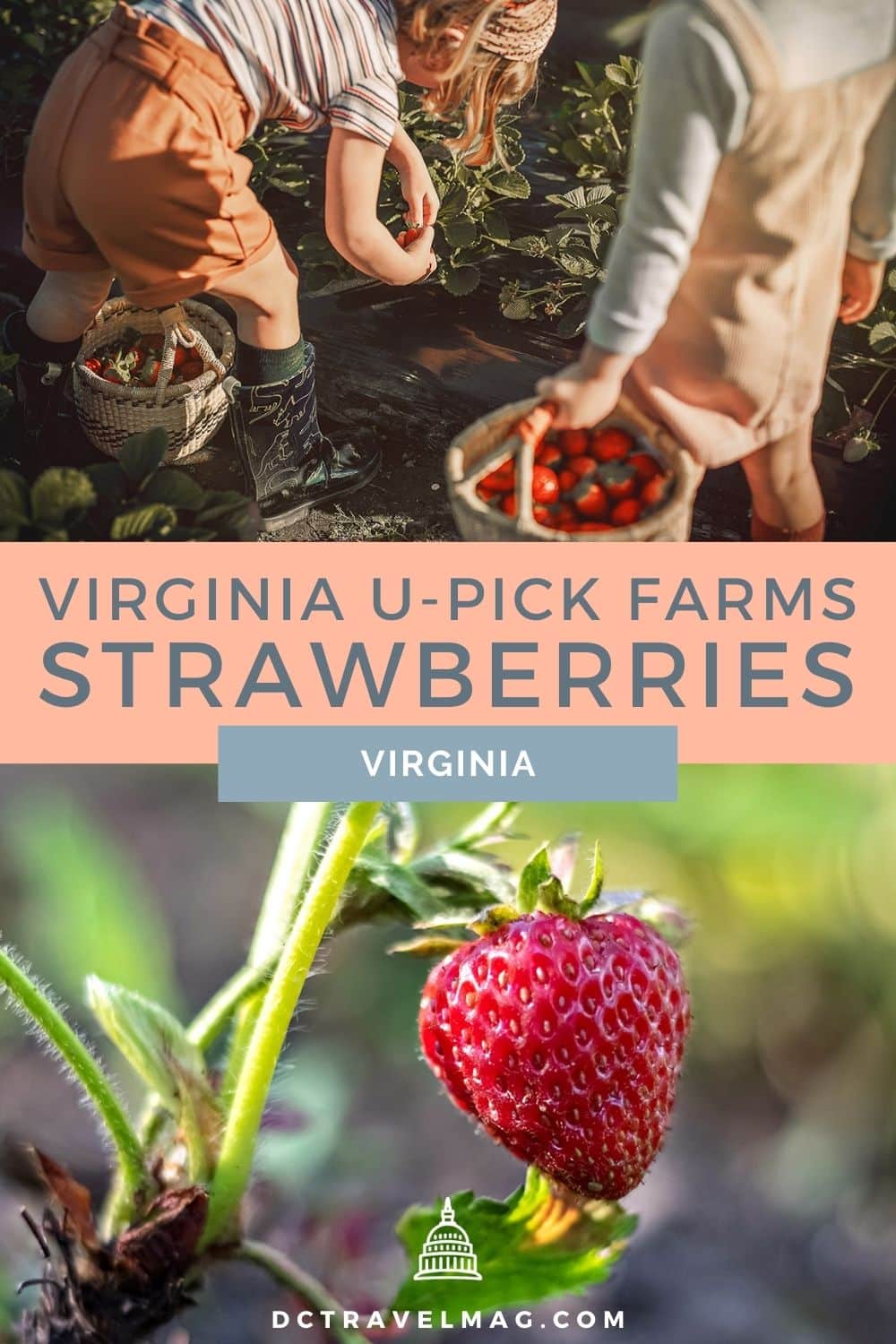 Strawberry Picking In Virginia