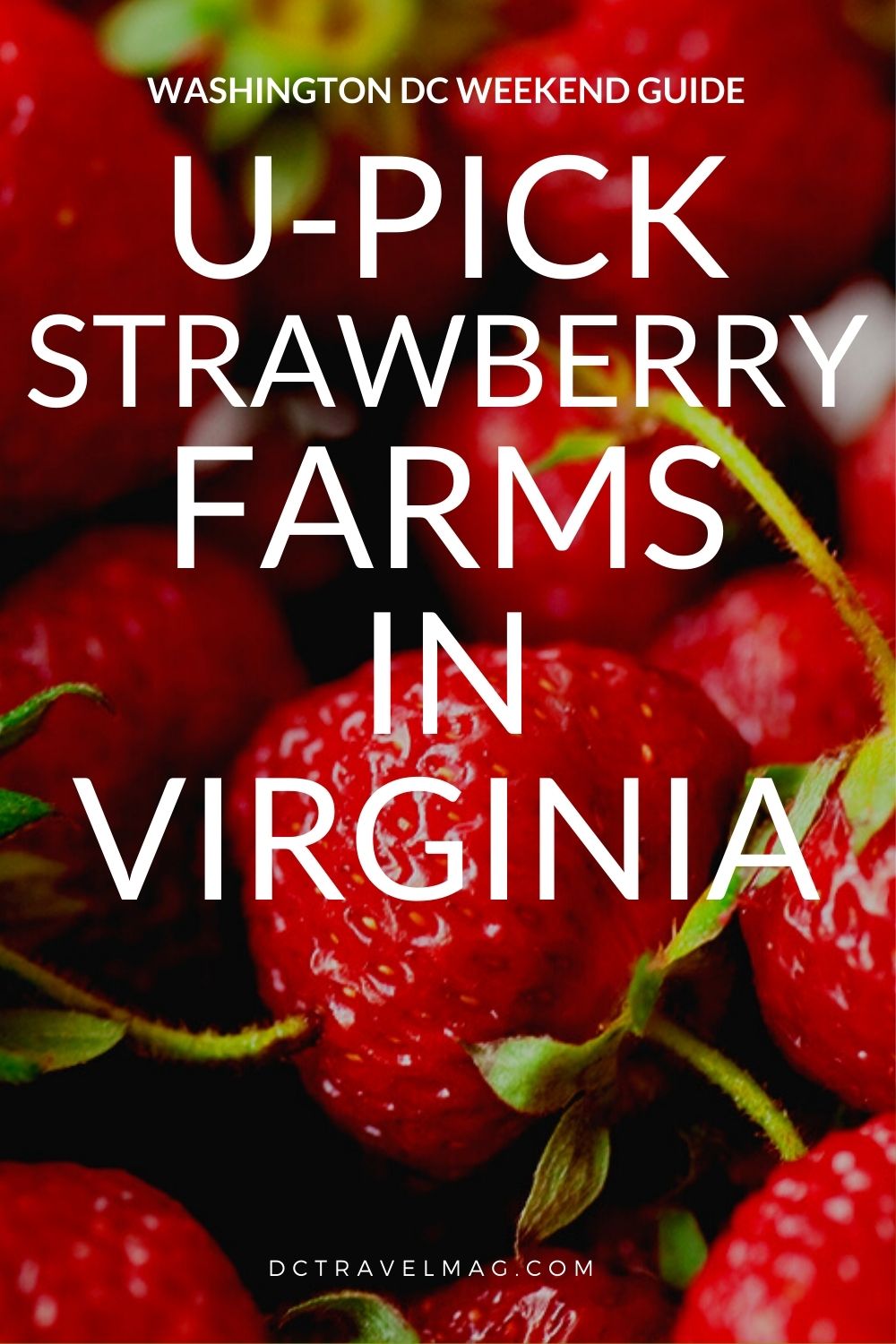 Strawberry Picking In Virginia