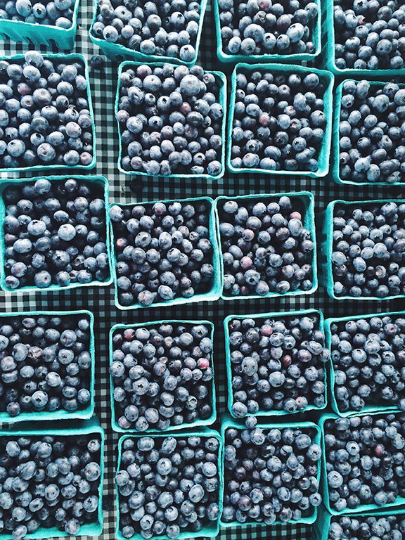 Blueberry Picking in Virginia