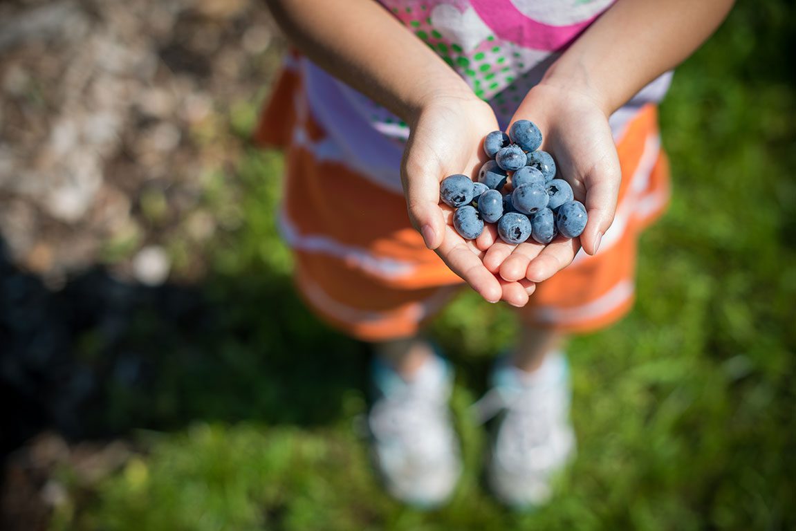 Blueberry Picking in Virginia