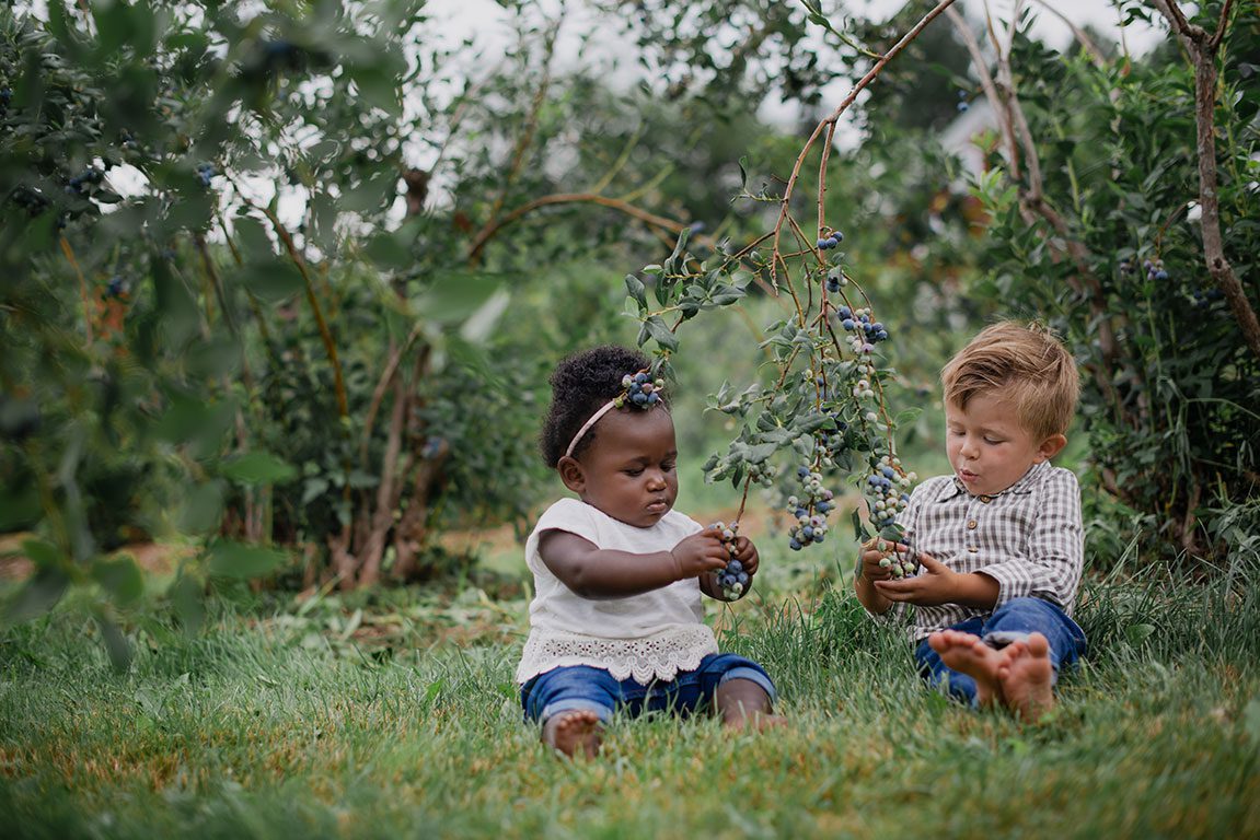 Blueberry Picking in Virginia