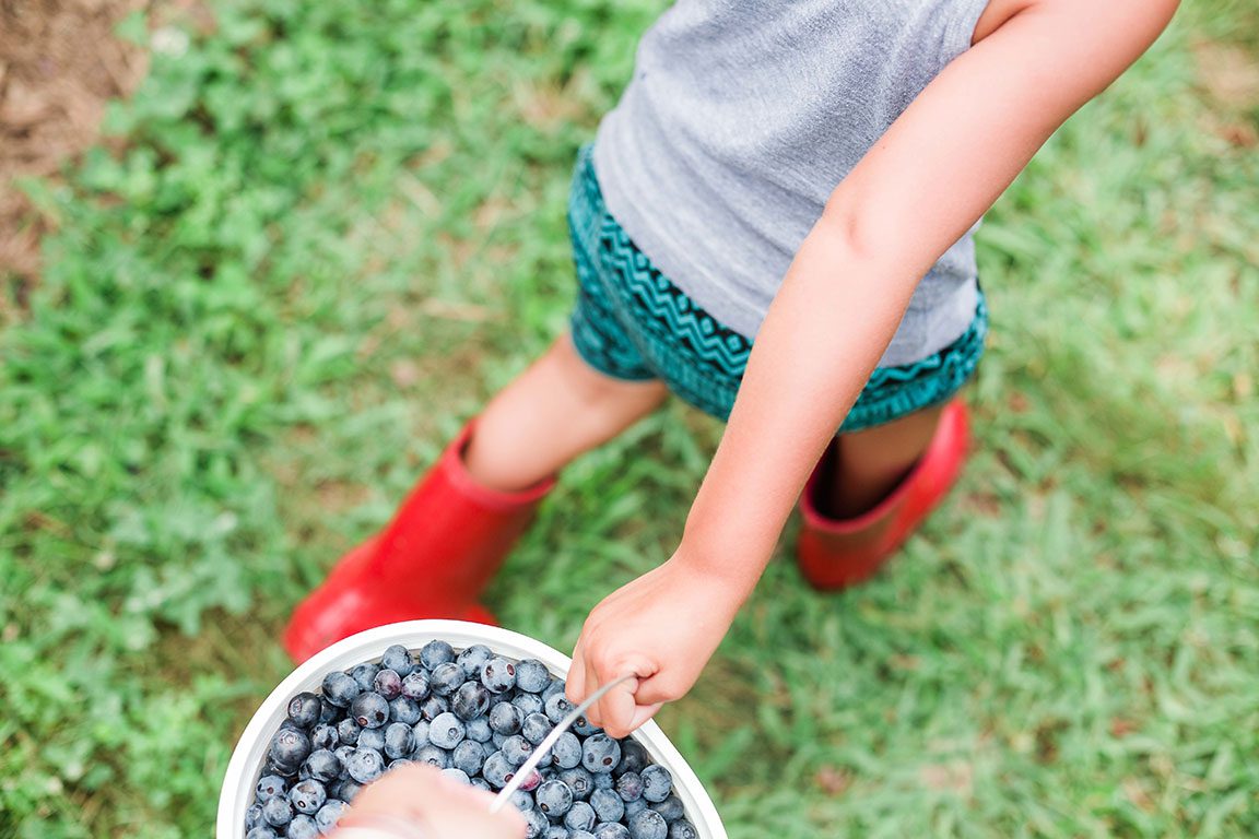 Blueberry Picking in Virginia
