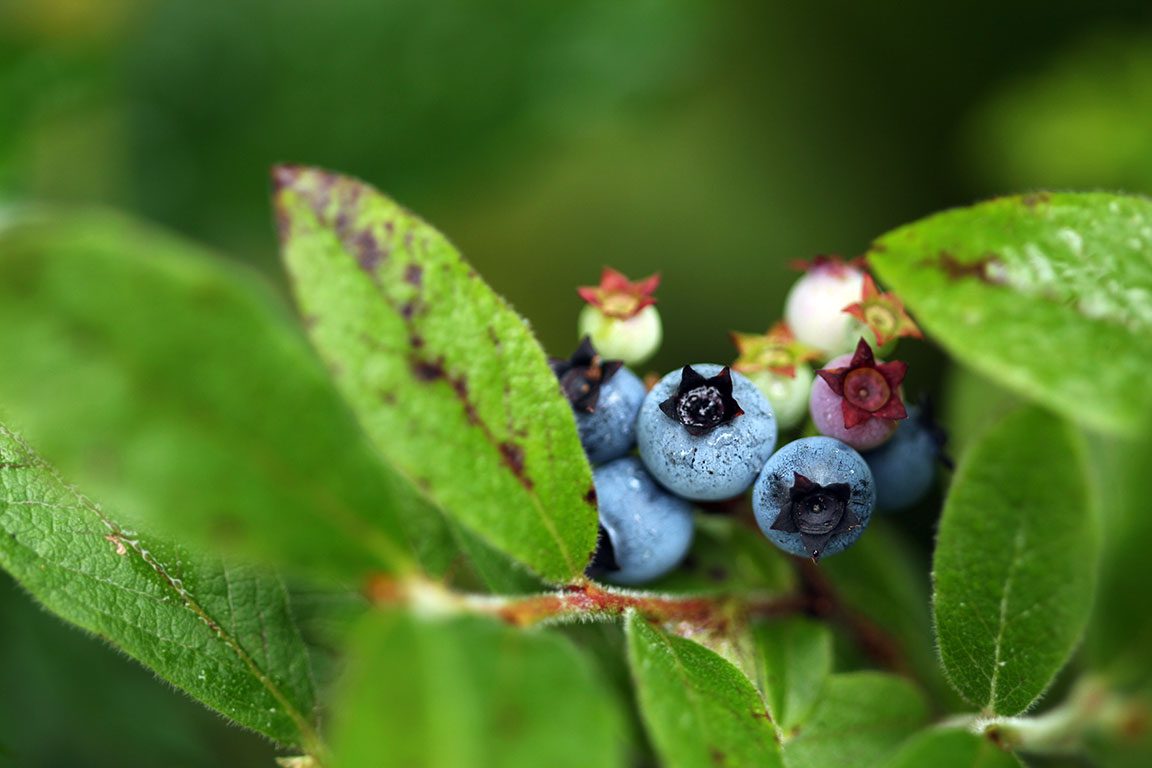 Blueberry Picking in Virginia