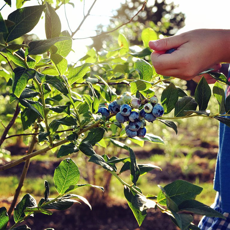 Blueberry Picking in Virginia